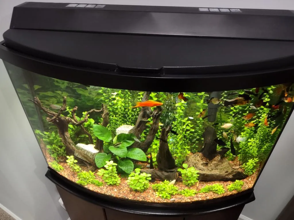 36 bow sales front aquarium hood