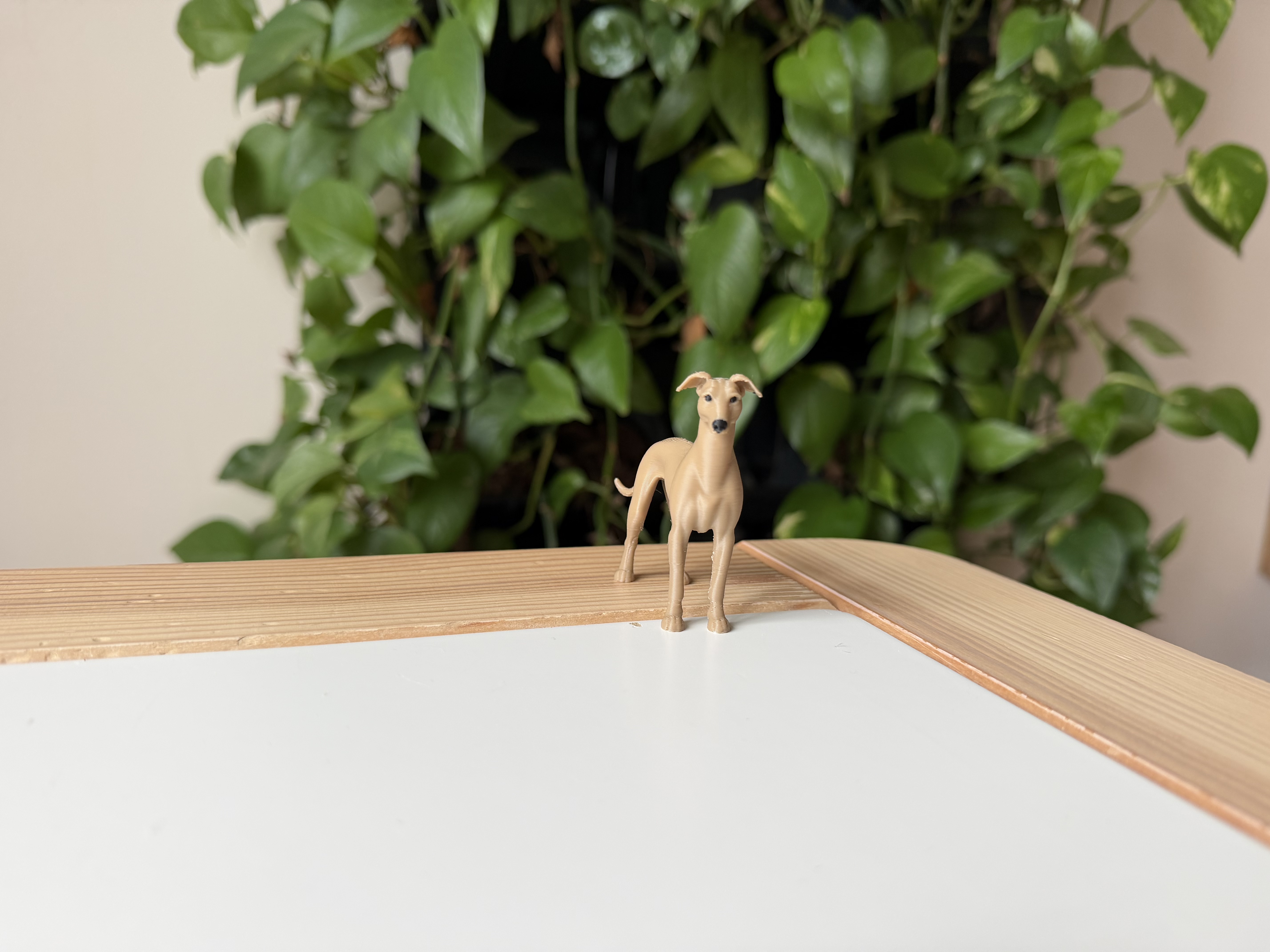 Greyhound — thumbnail 2