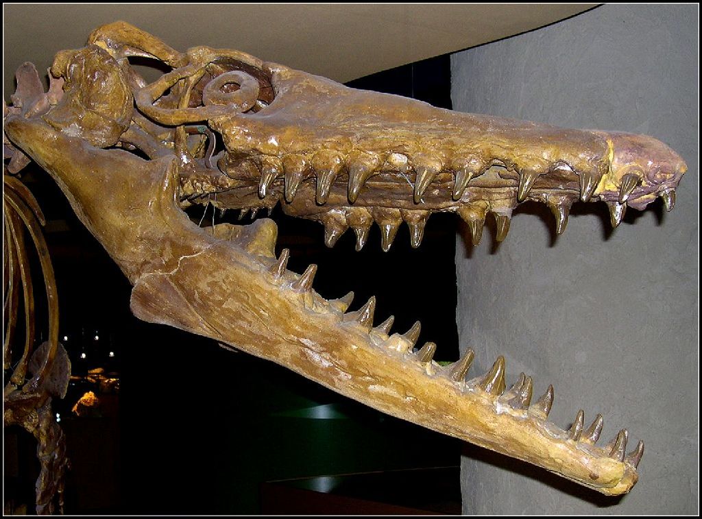 Miniatura 18 do modelo 3D Mosasaurus