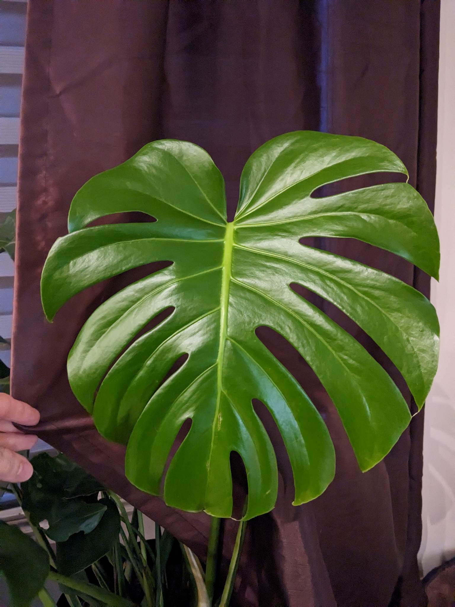 Miniatura 2 do modelo 3D Monstera leaf coaster
