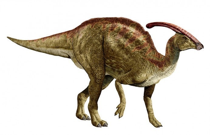 Miniatura 2 do modelo 3D Parasaurolophus