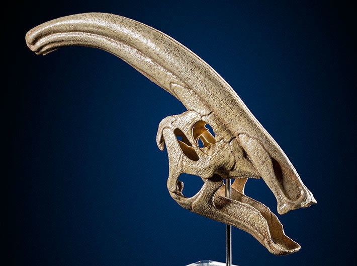 Miniatura 10 do modelo 3D Parasaurolophus