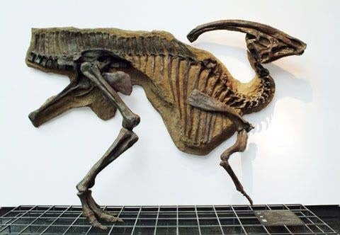 Miniatura 13 do modelo 3D Parasaurolophus