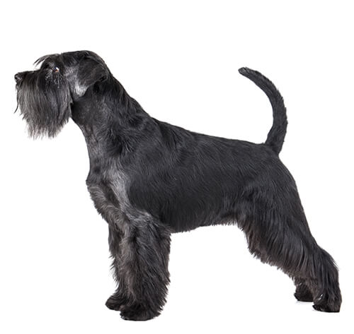 SCHNAUZER DOG MODEL