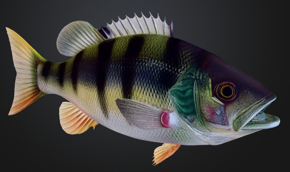 FISH PERCH BASS OKOUN RYBA