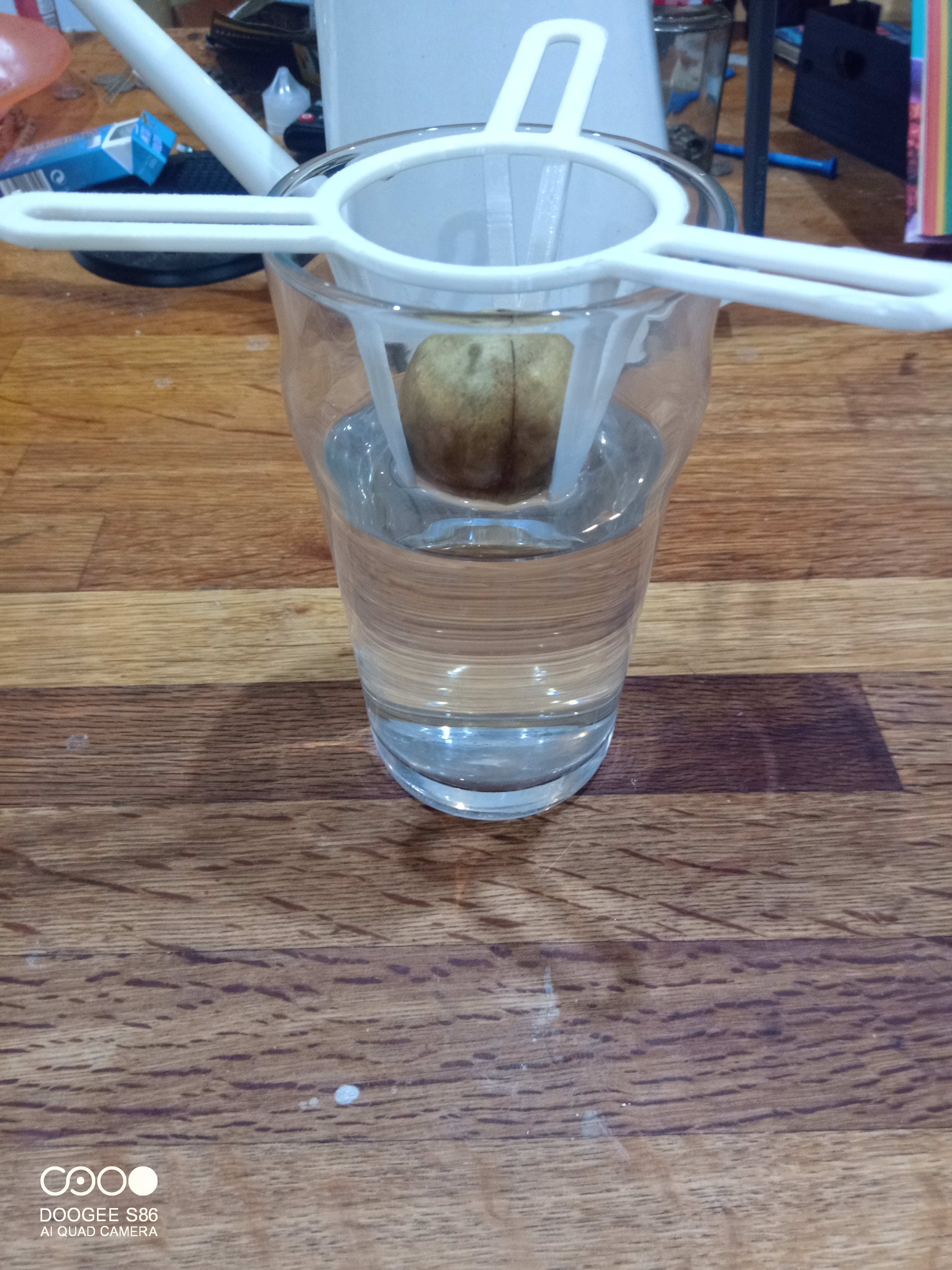 Miniatura 2 do modelo 3D Avocado Seed Starter
