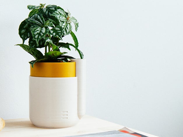 Self watering plant