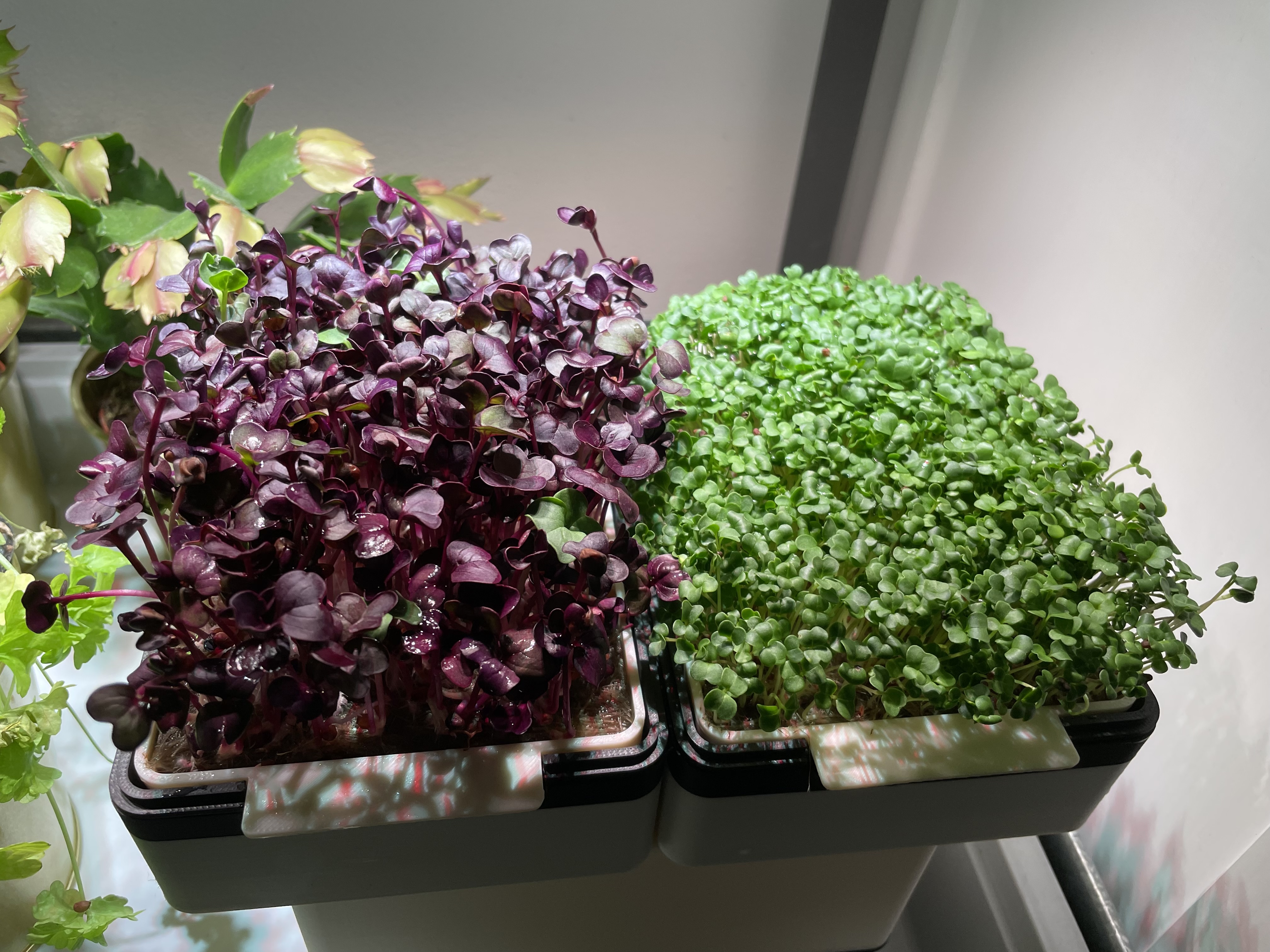 Micro Greens seed tray