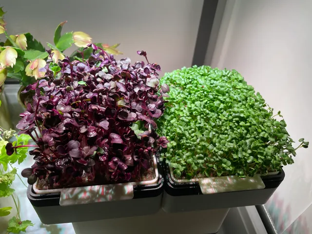 Micro Greens seed tray