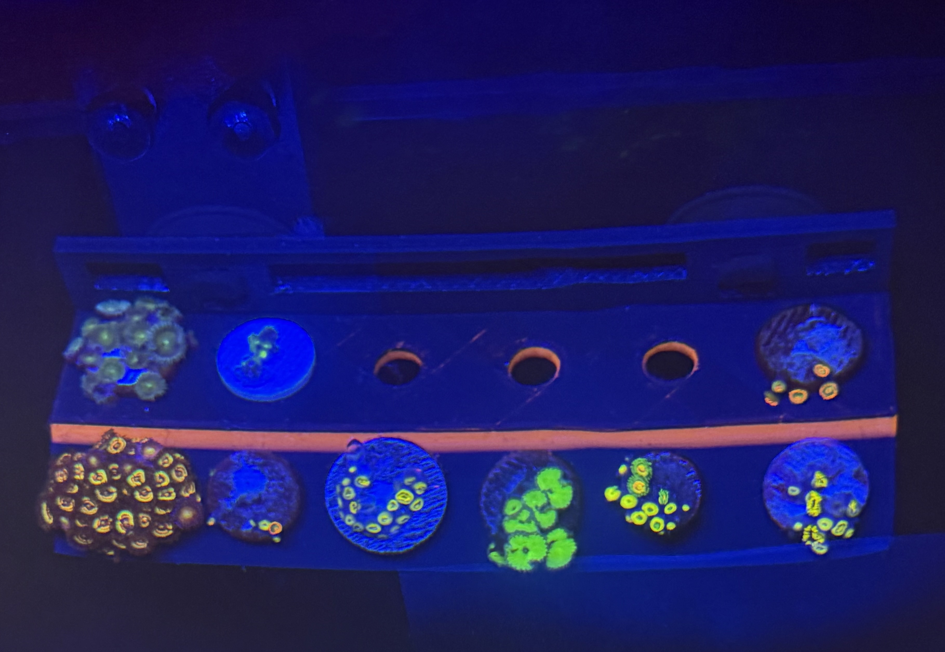 Frag Rack