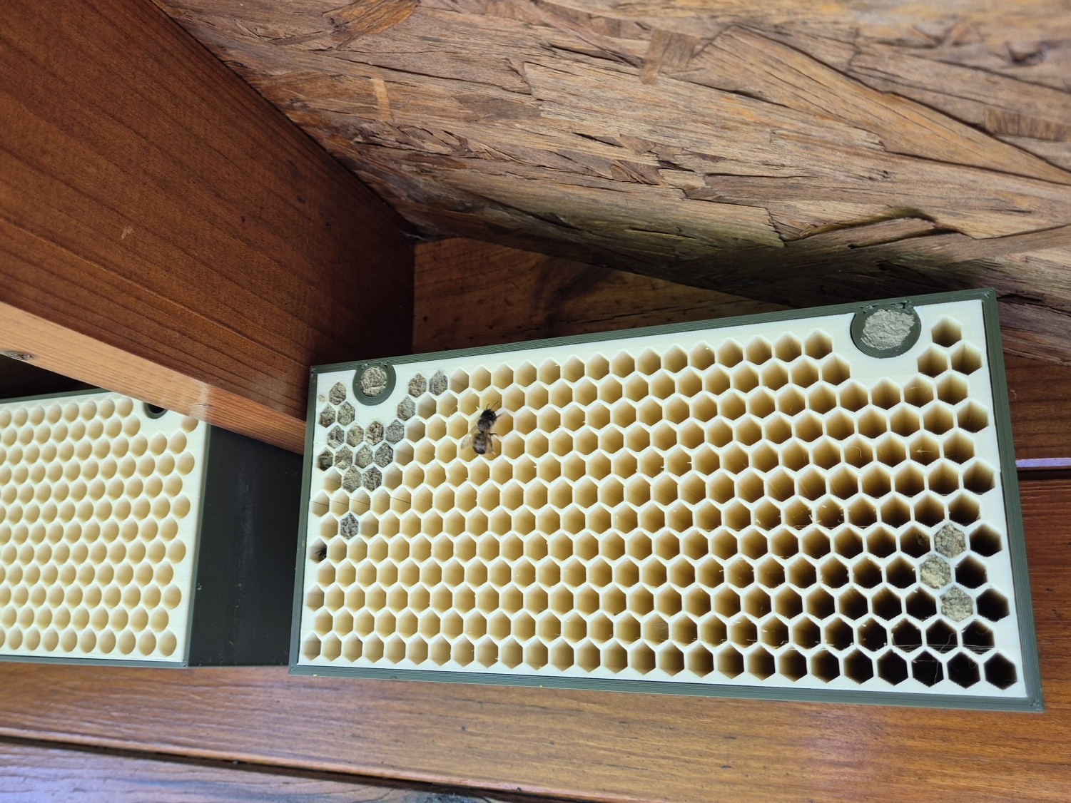 Bienenhotel / Bee Hotel