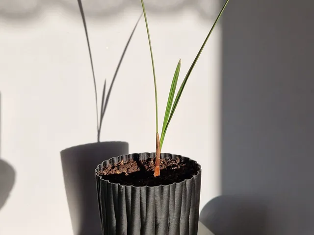 tall flowerpot for a palm tree