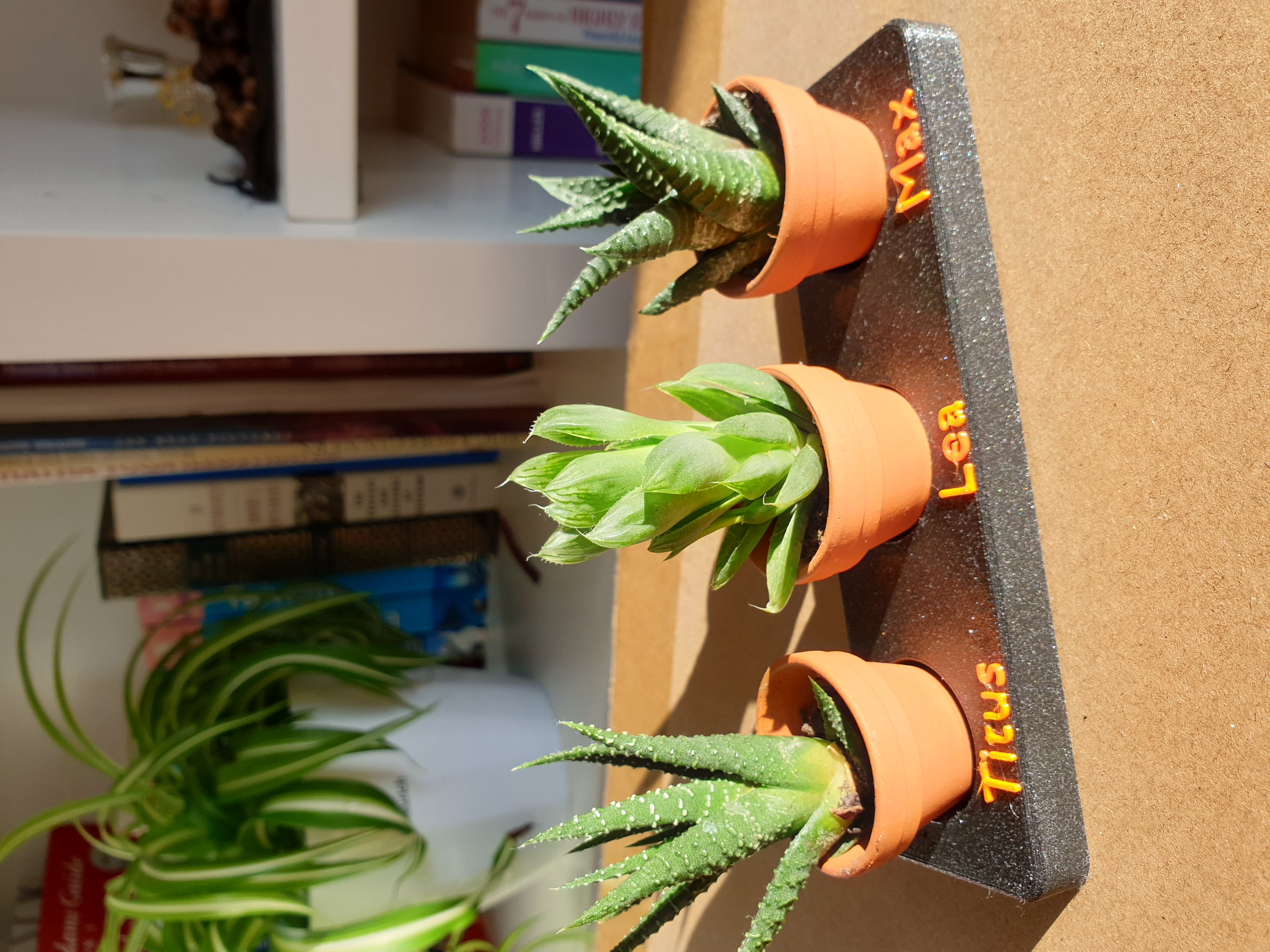 plant tray