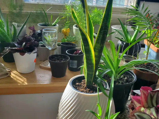 funky Wavy Planter