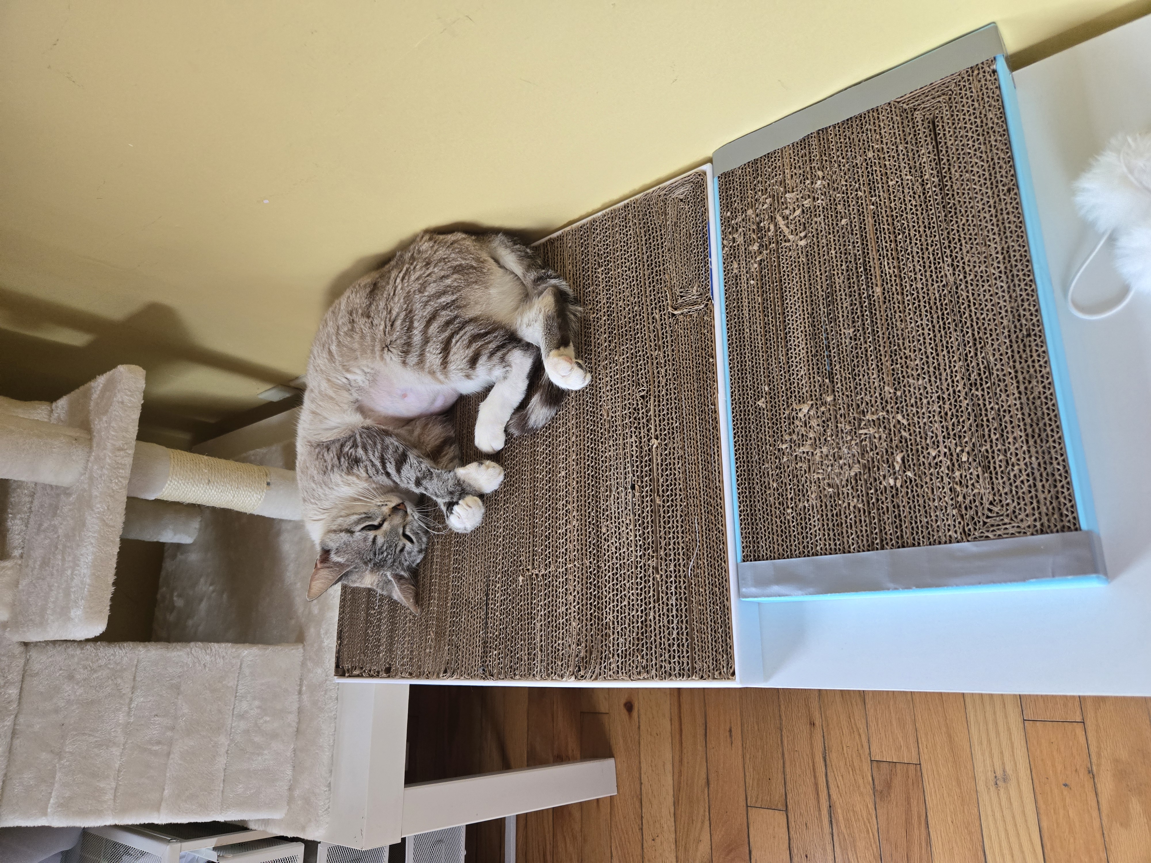 Miniatura 2 do modelo 3D Cat Scratch Board Frame, Multi Size