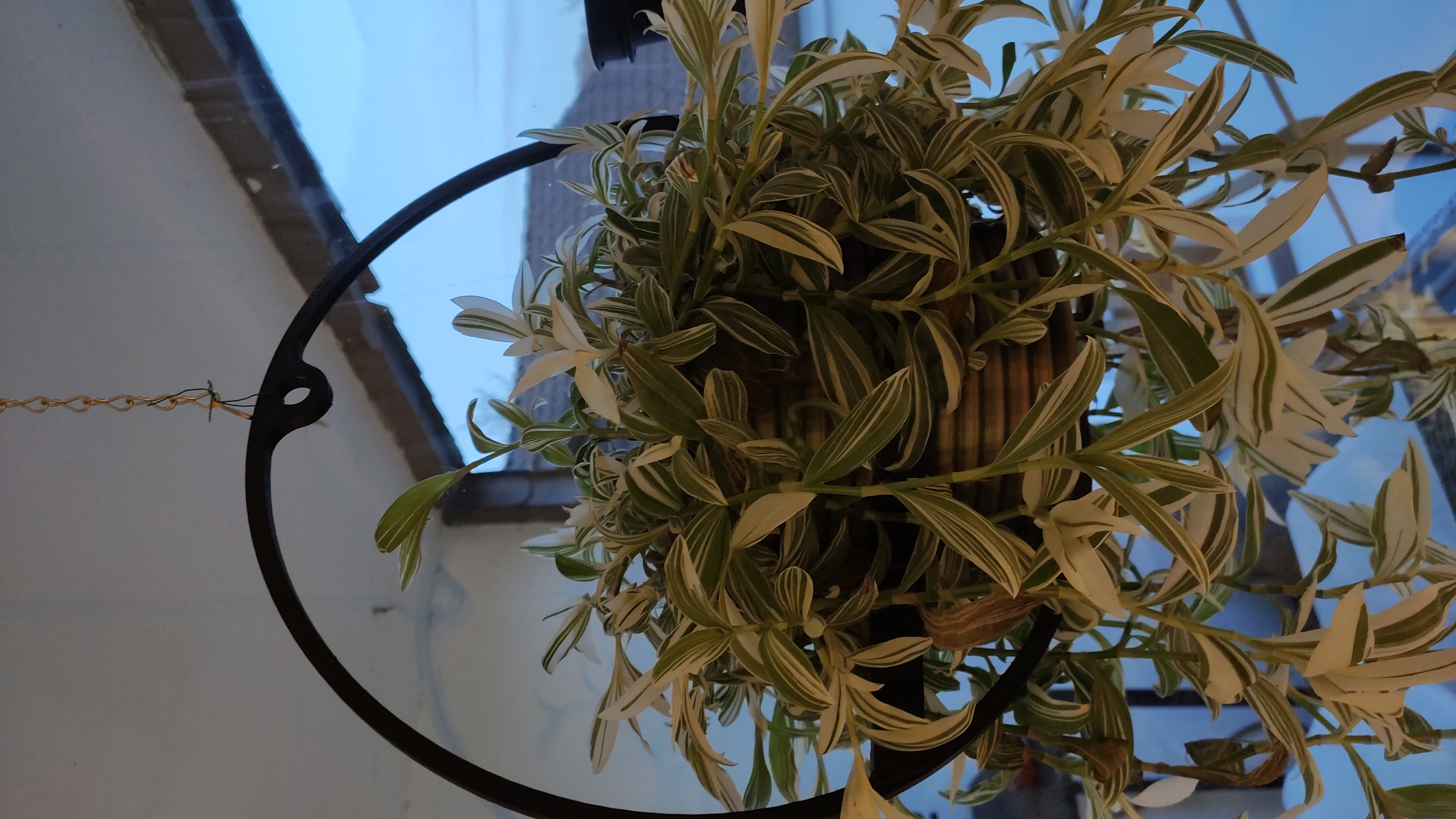 Big hanging planter