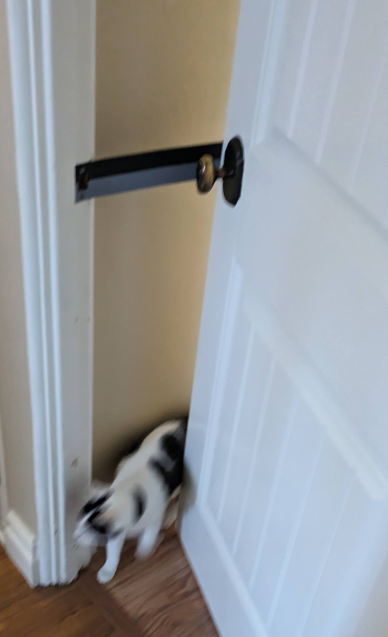 Cat Door Latch By Mcfly54 Download Free STL Model Printables cat-door-latch-by-mcfly54-download-free-stl-model-printables