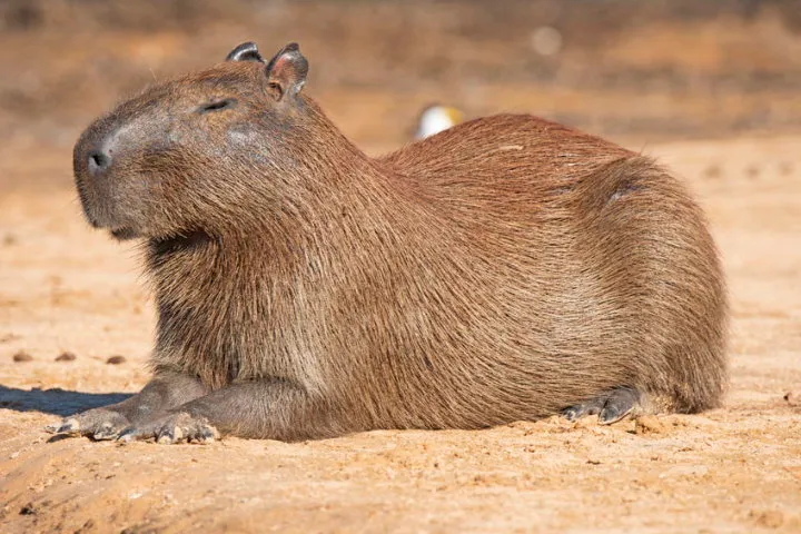 3dRose Brazil, Pantanal A capybara walking proudly. - Key Chains, 2.25 by  2.25-inch, set of 2