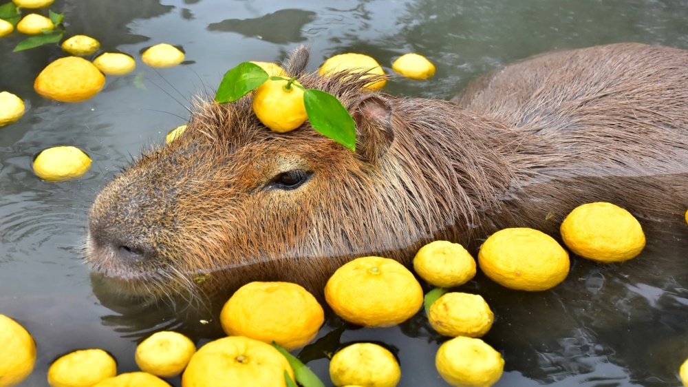 Miniatura 3 do modelo 3D Durable Capybara Keychain [Capybara warning]