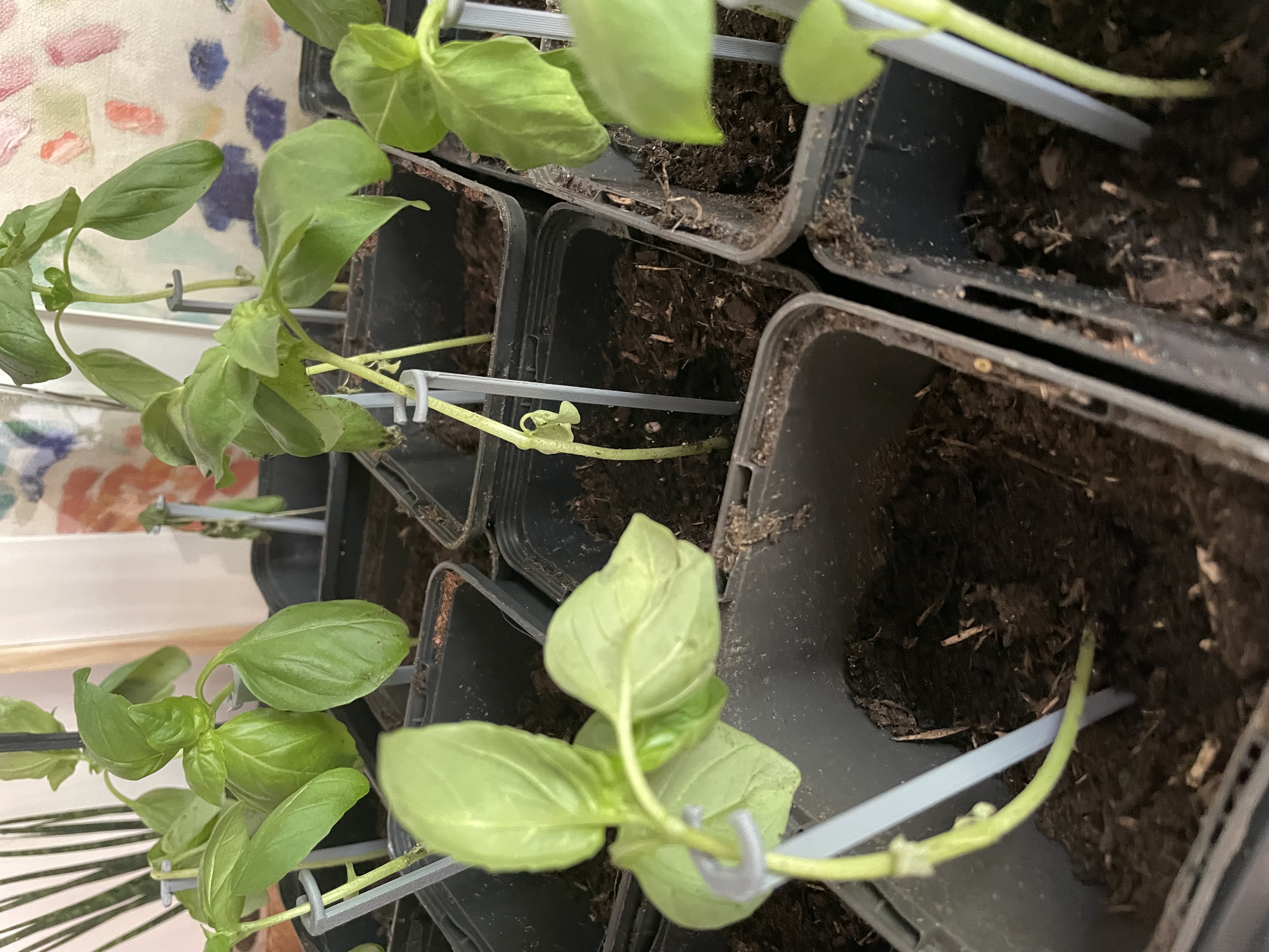 Simple Seedling Support — thumbnail 2