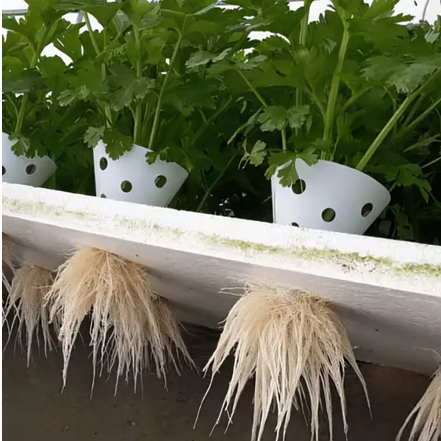 Planting Cone