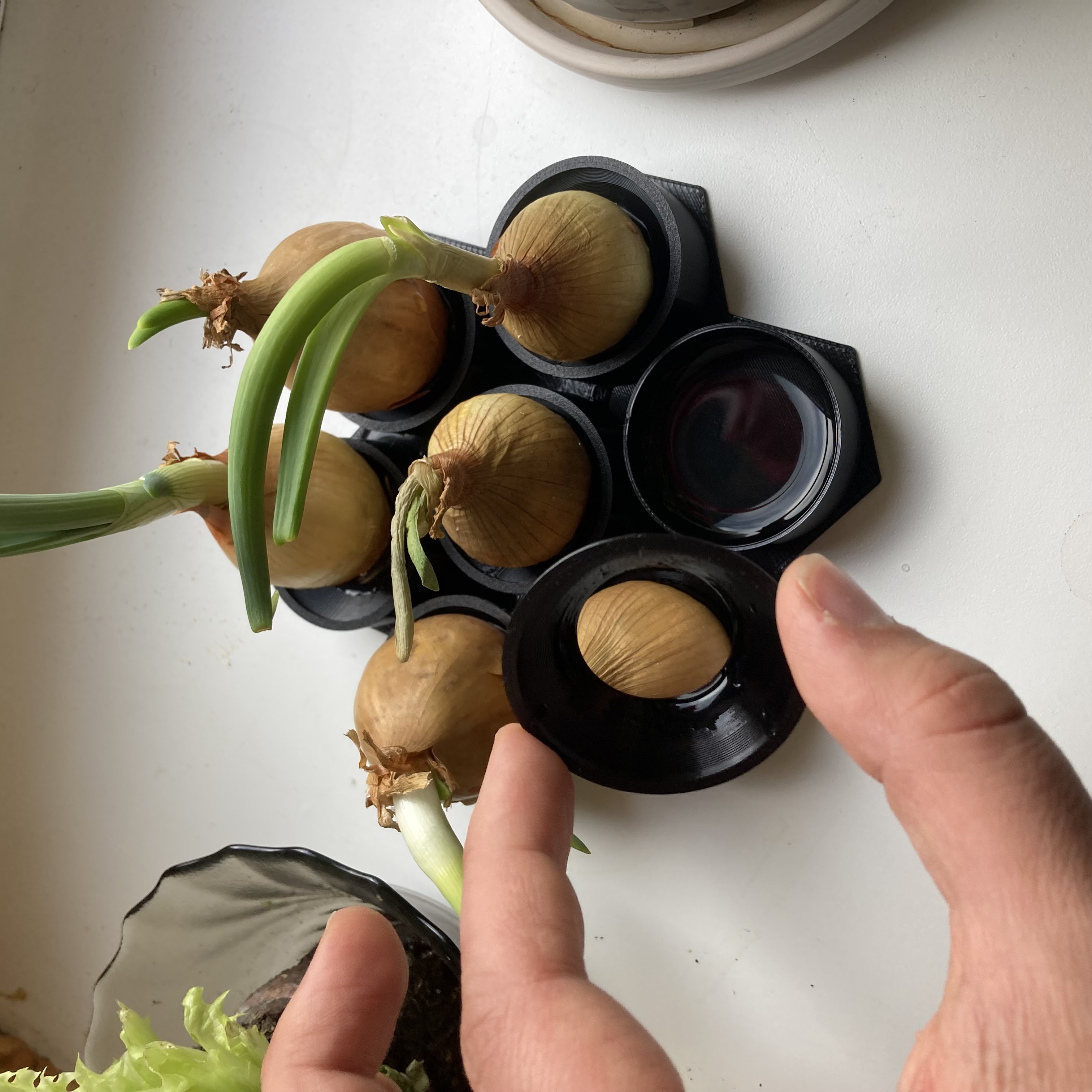 Miniatura 3 do modelo 3D Onion sprouter