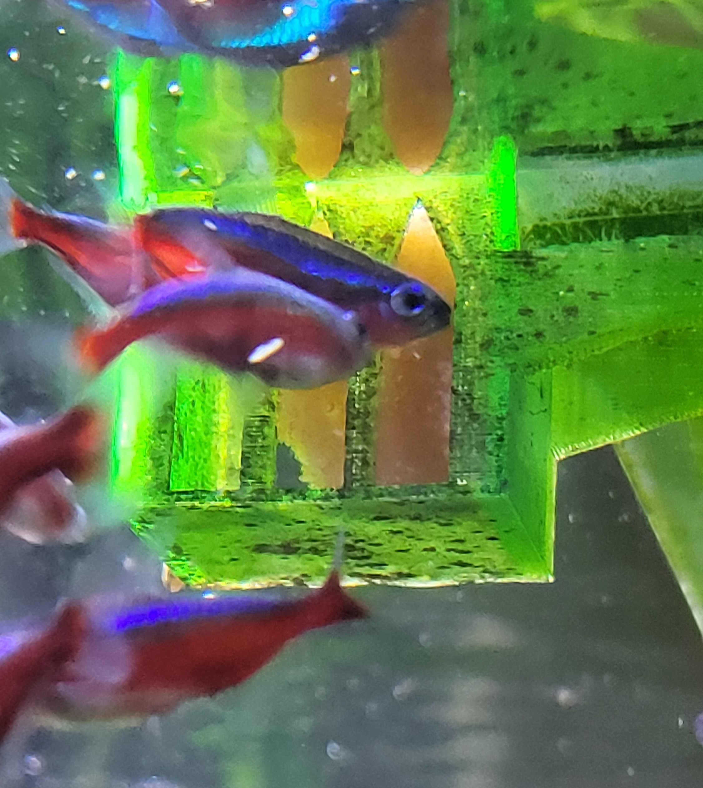 Best FEEDER for frozen food by TomasC | Download free STL model