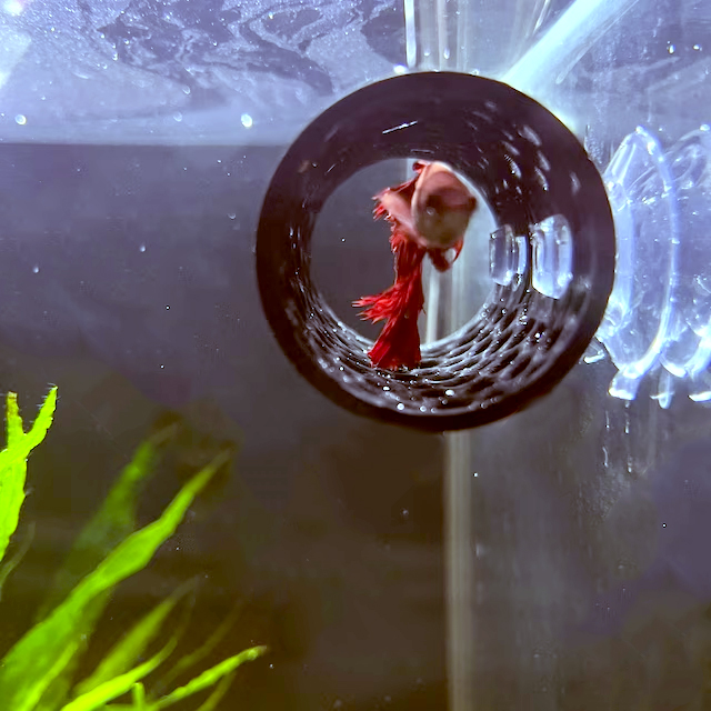 Miniatura 4 do modelo 3D Betta fish tunnel