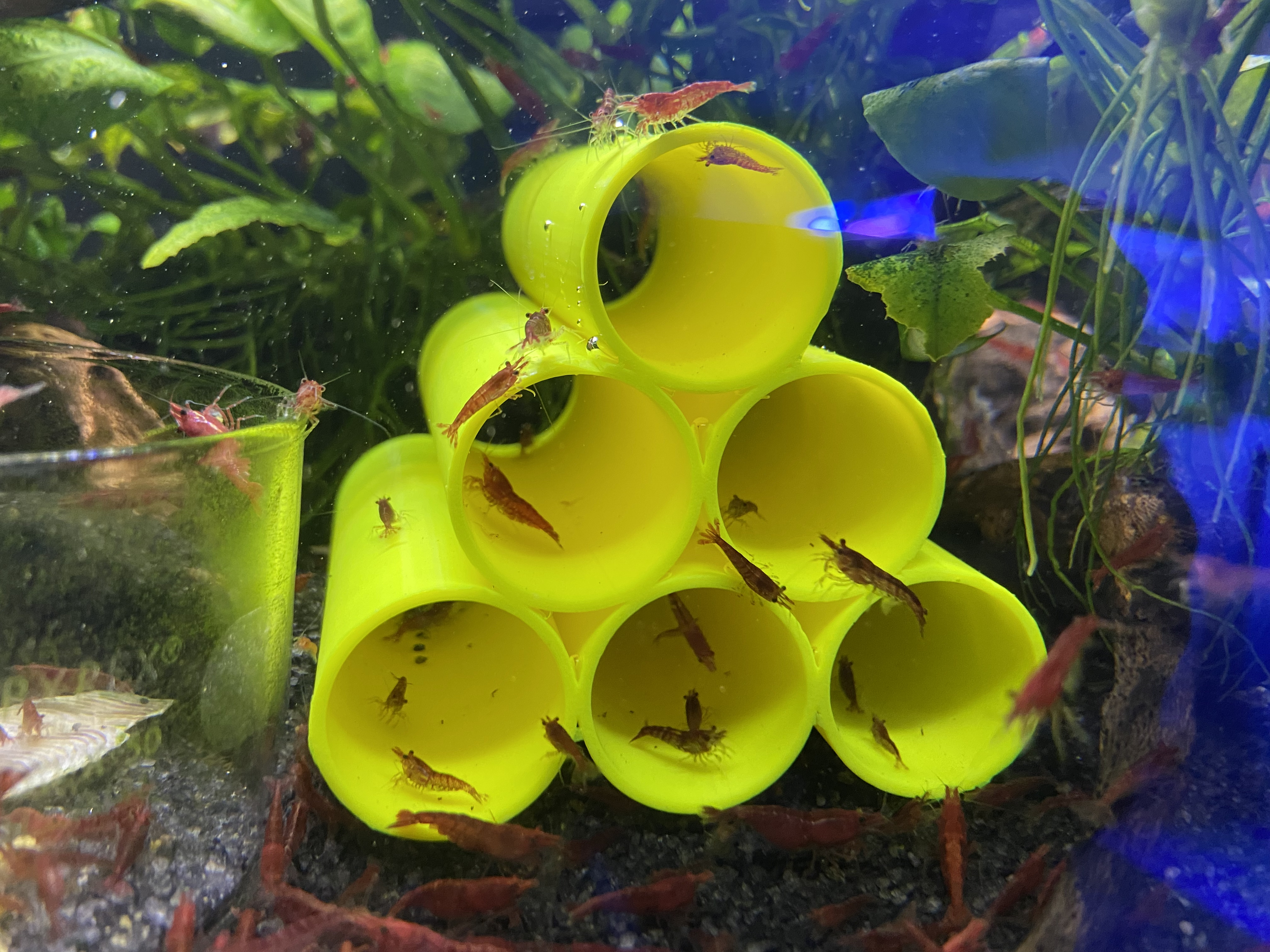 Aquarium Shrimp Tubes