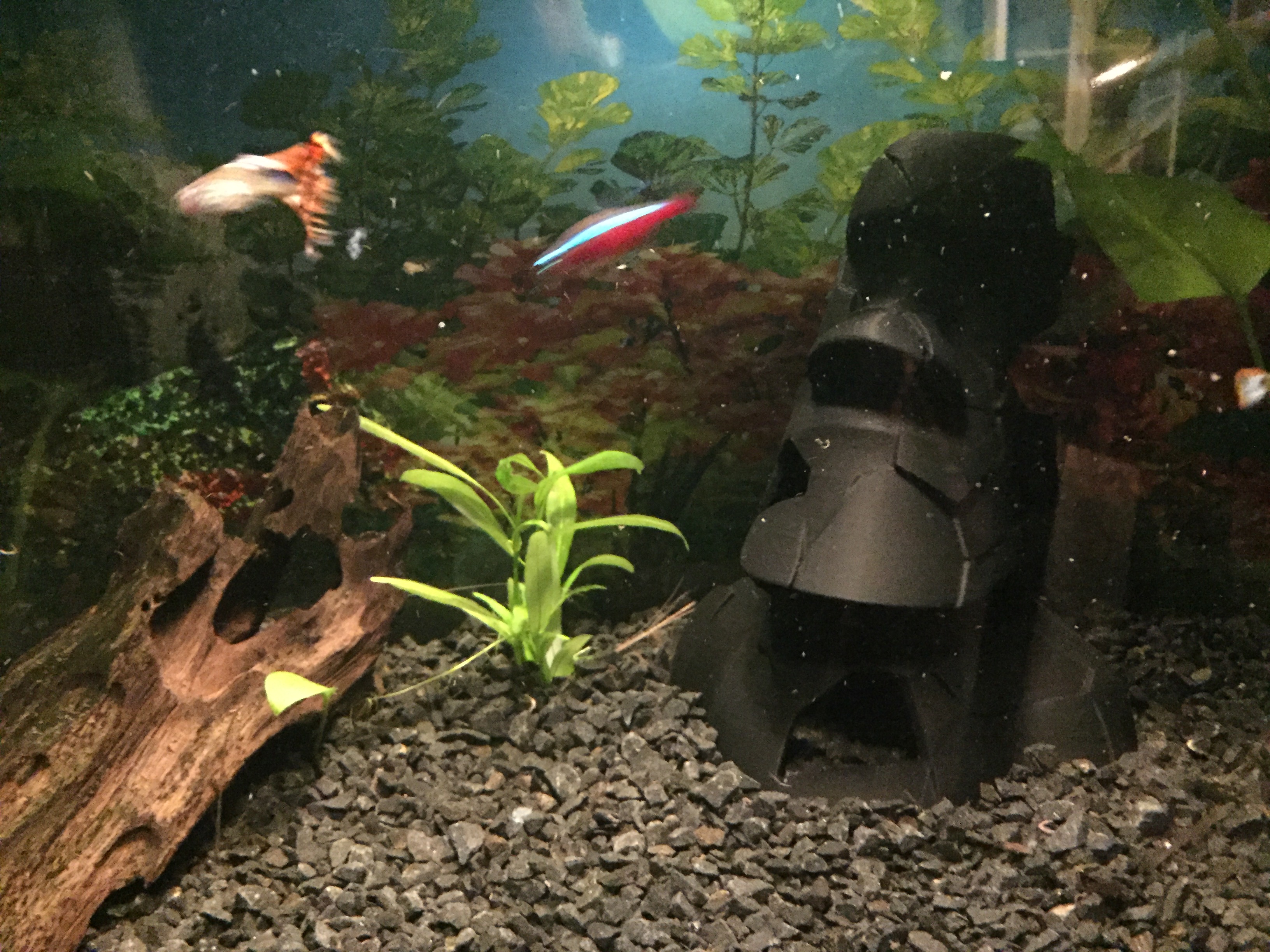 Broken aquarium moai