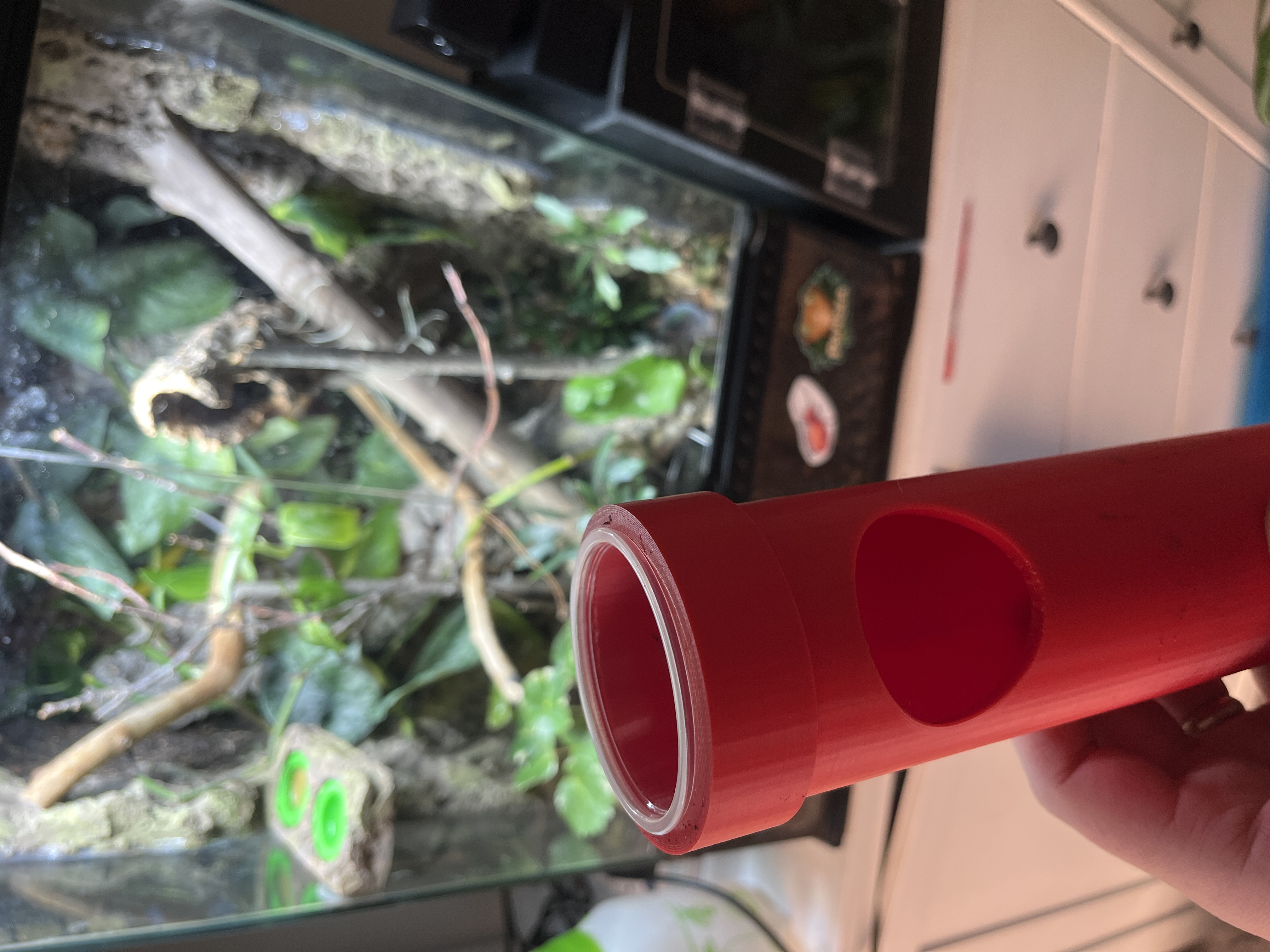 Mario Pipe Gecko Feeder and Hide