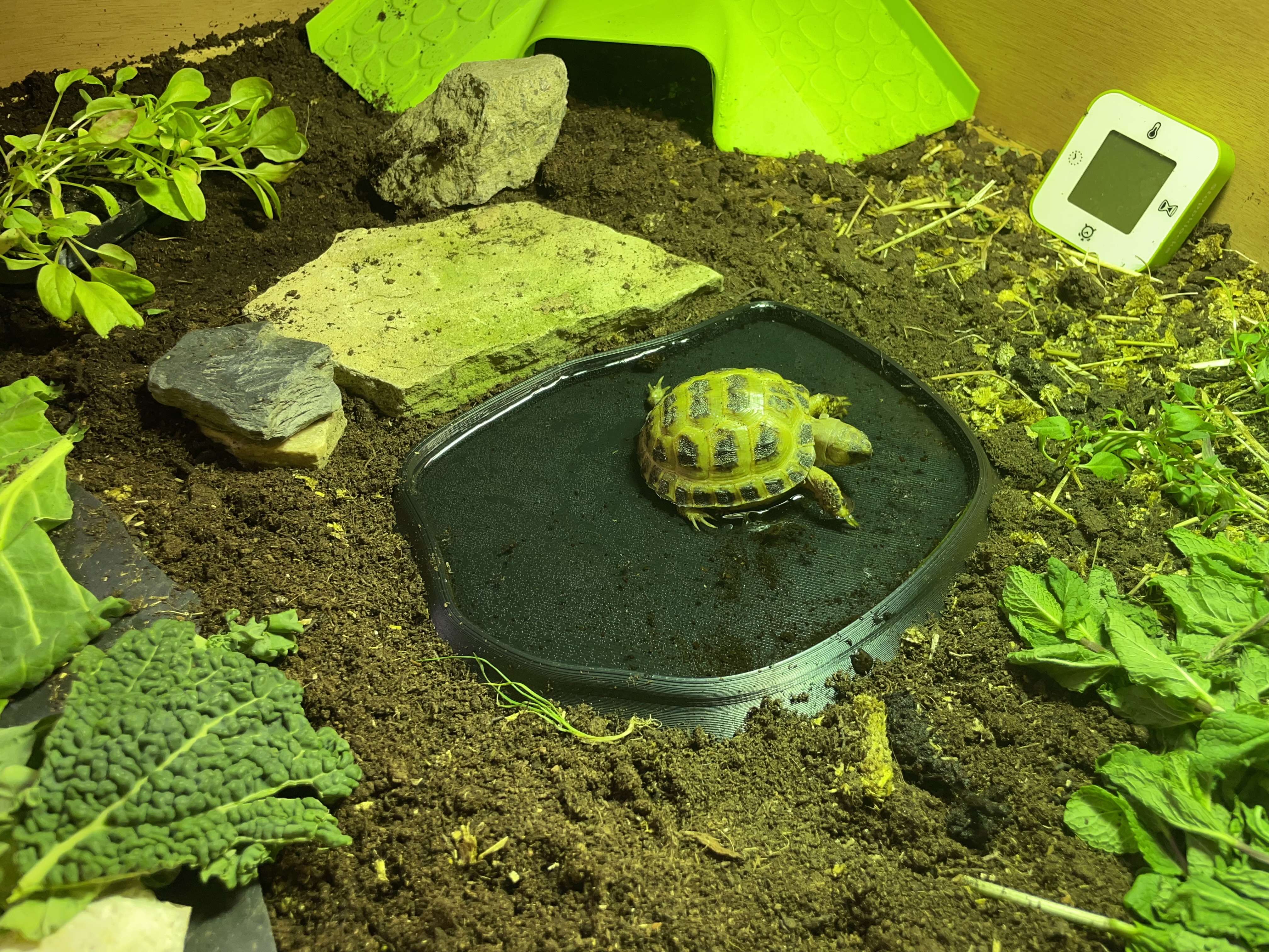 Reptile Water Dishes