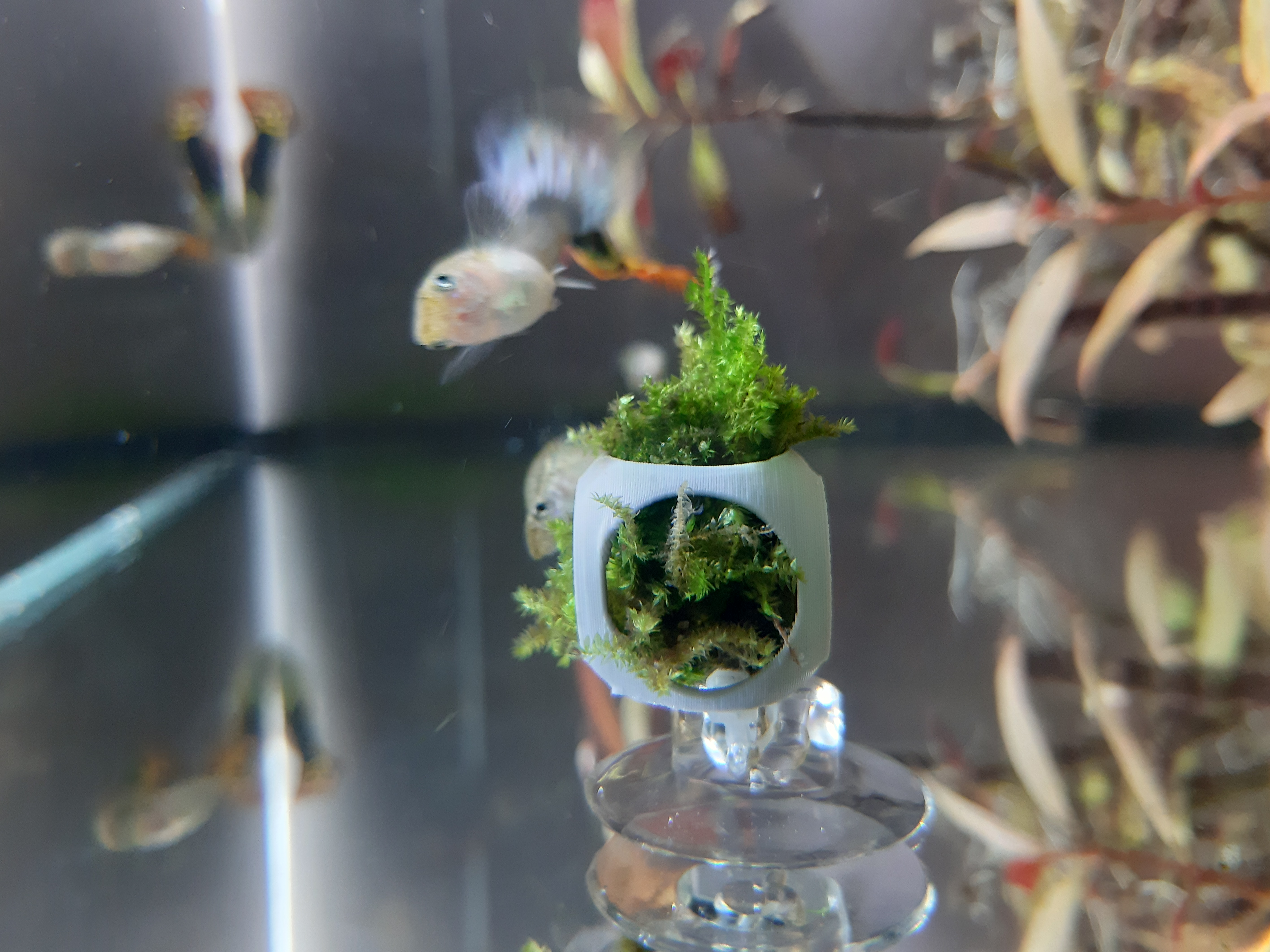 1g Aquarium Moos/Plant wall mount (+multiple holder)