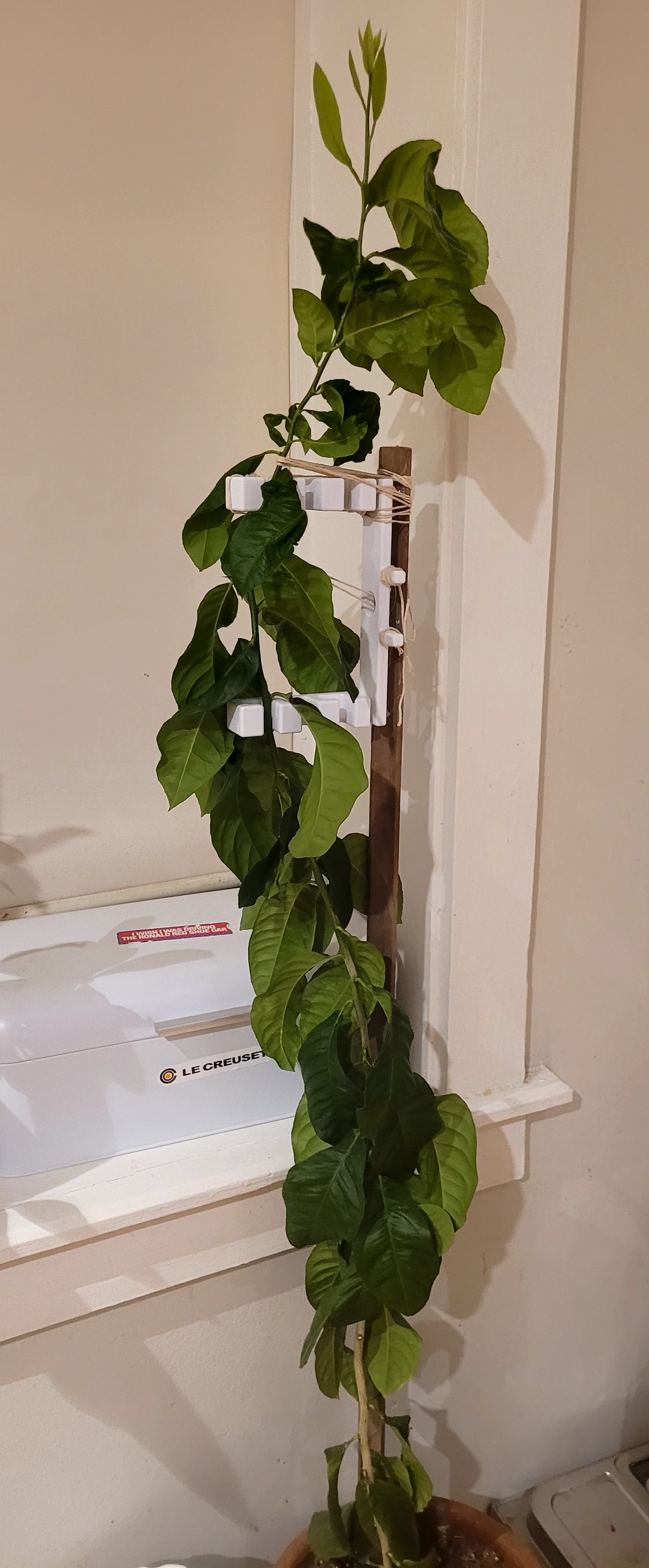 plant straightener