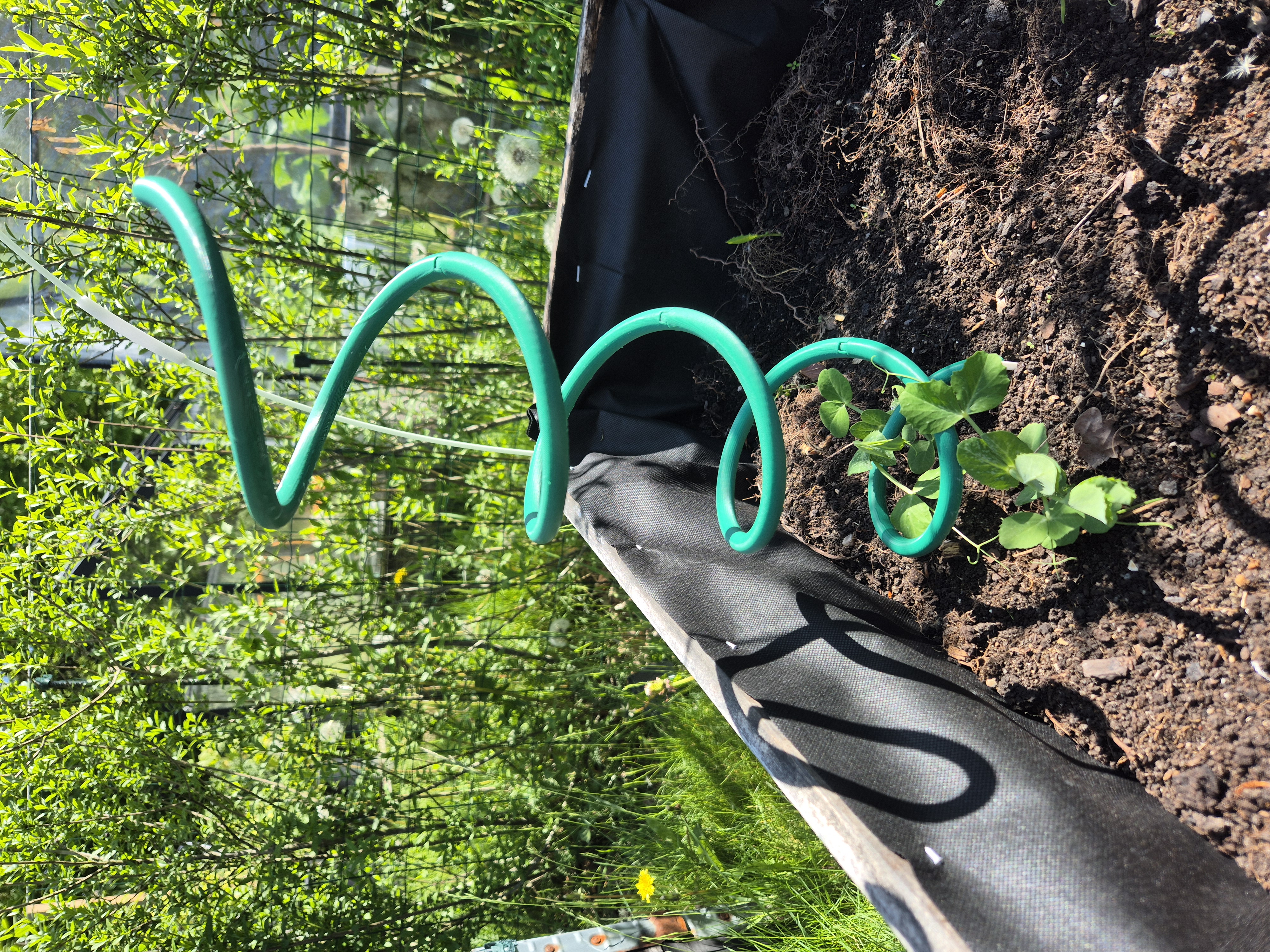 Pea plant support