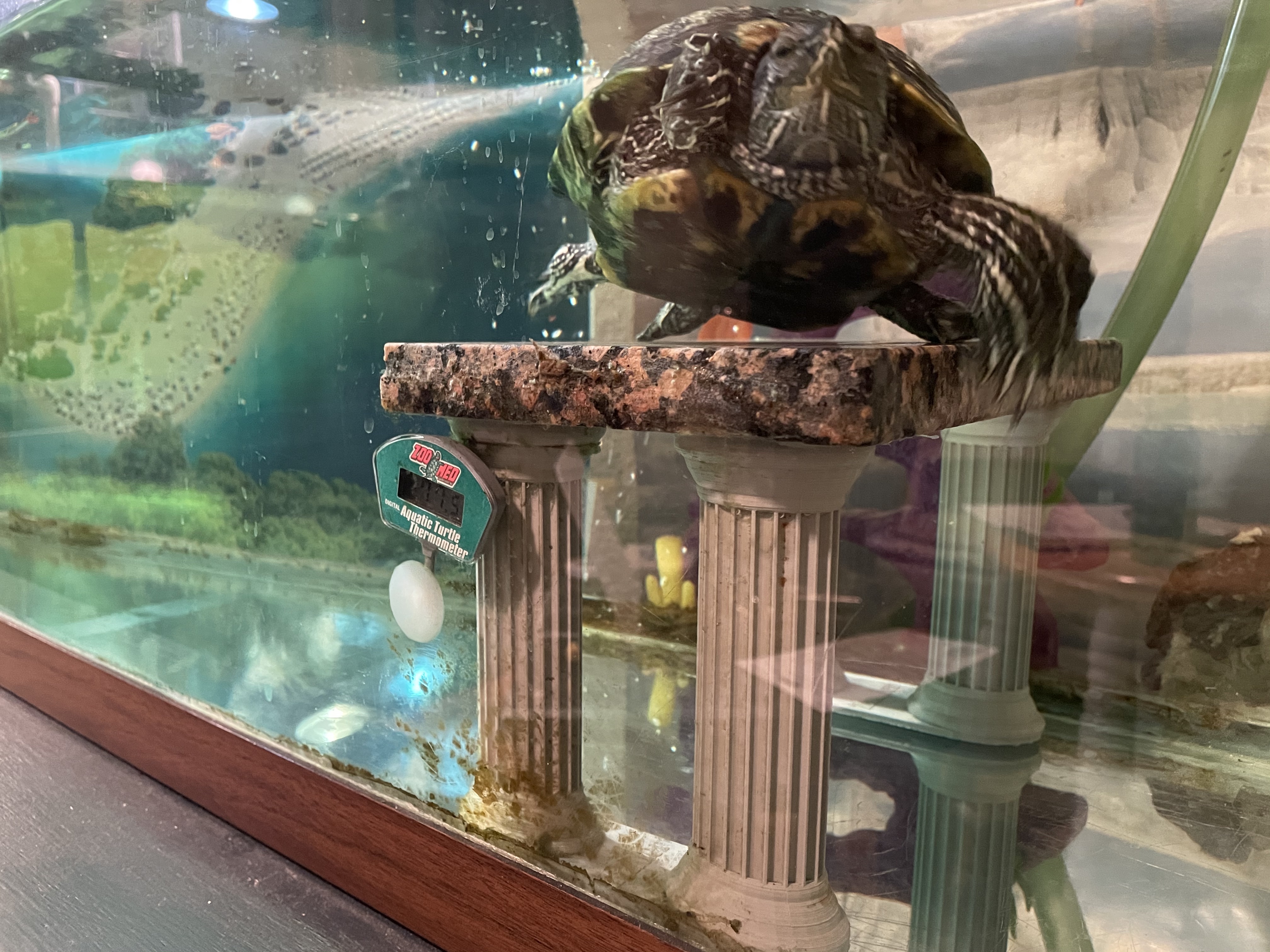 Aquatic Turtle Aquarium Apartment