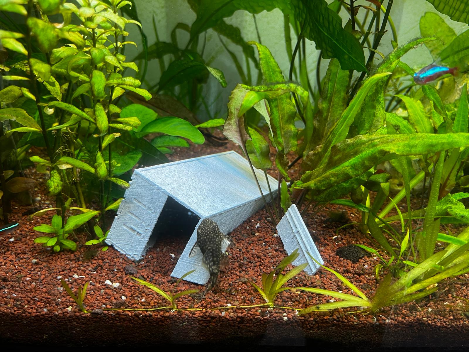 Fish tank outlet container