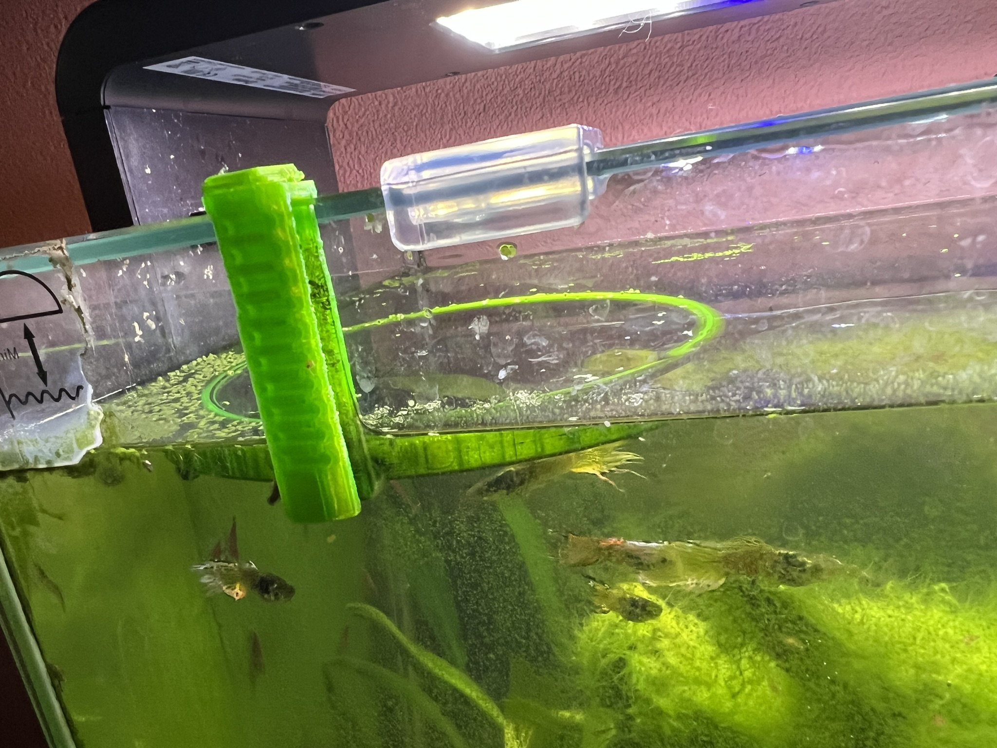 Fish feeding ring by moreconfusion Download free STL model