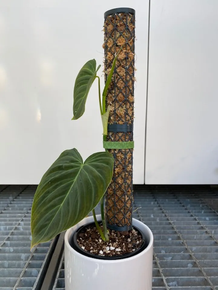 Moss Pole_V1 by Virgil | Download free STL model | Printables.com