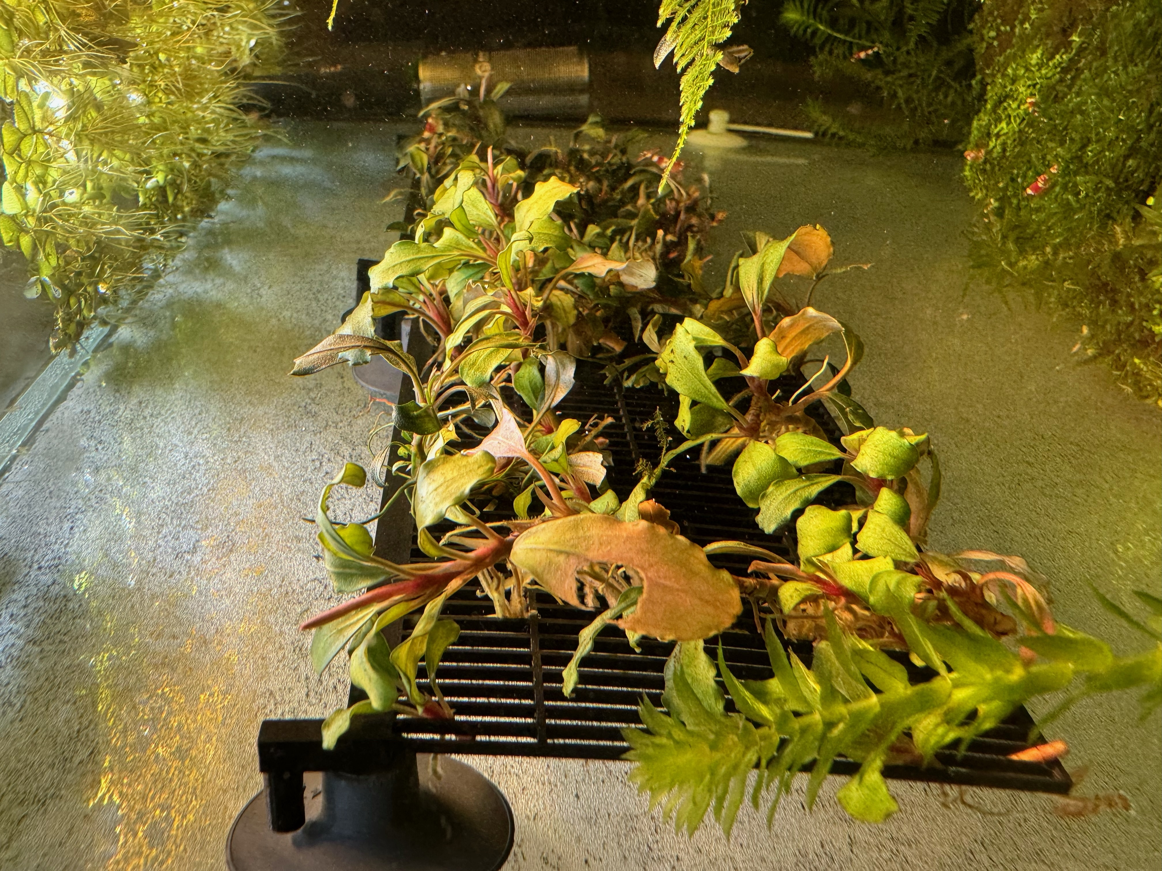 Breed Station for Epiphyte Plants