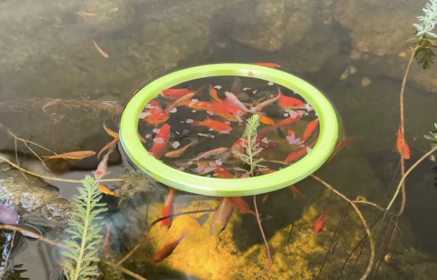 Miniatura 2 do modelo 3D Fish Feeding Ring