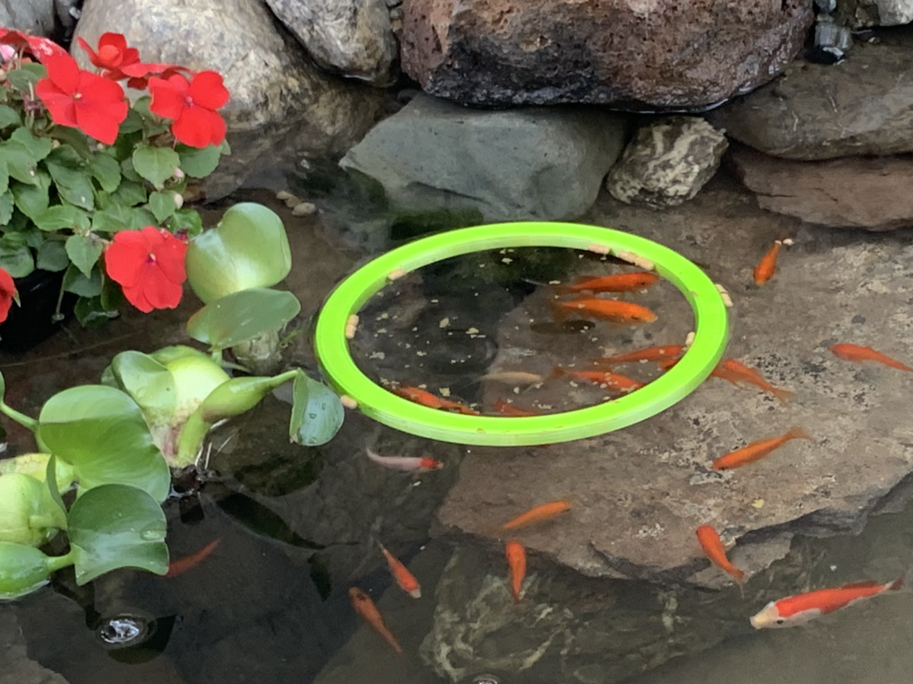 Fish Feeding Ring