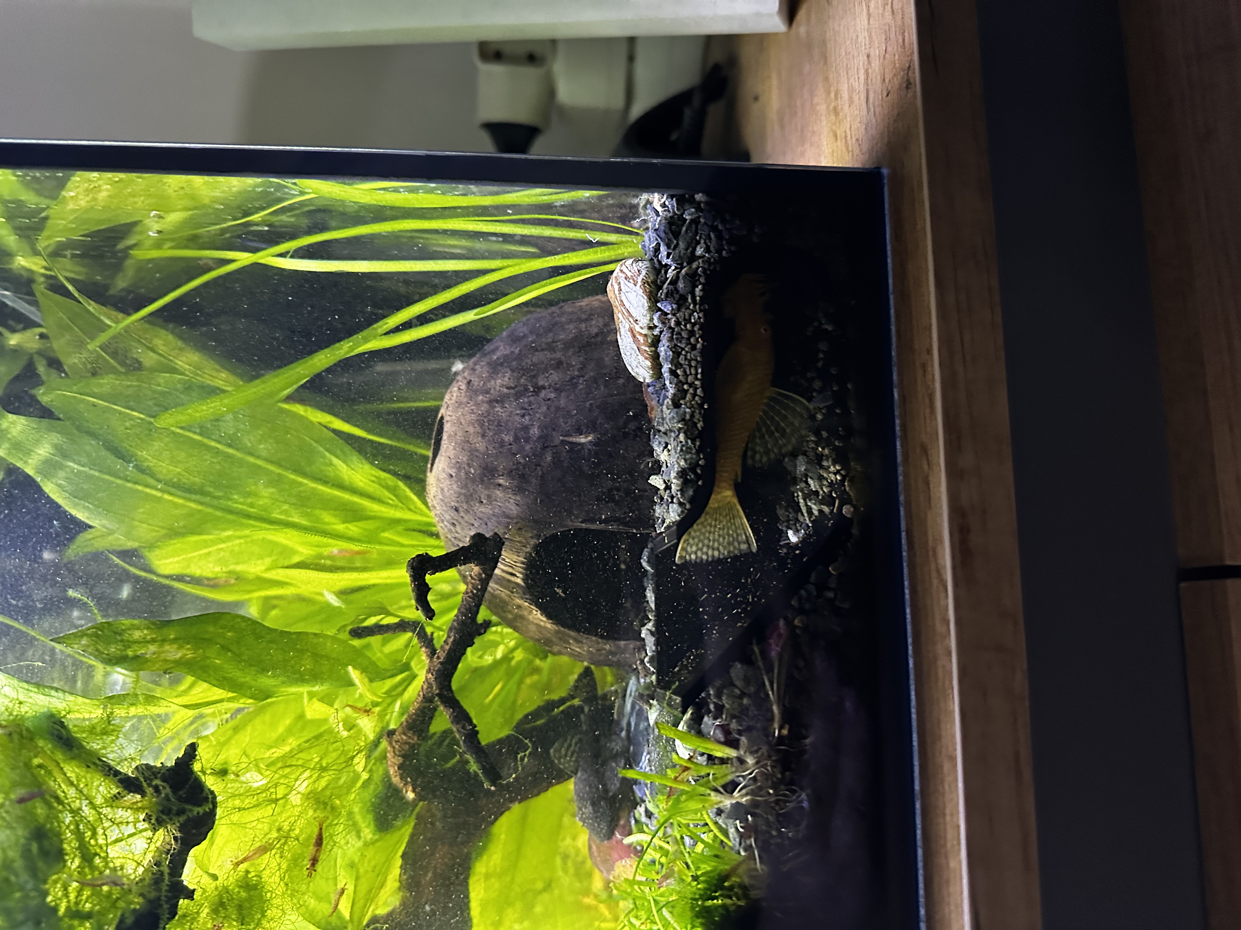 Miniatura 5 do modelo 3D Aquarium viewing cave