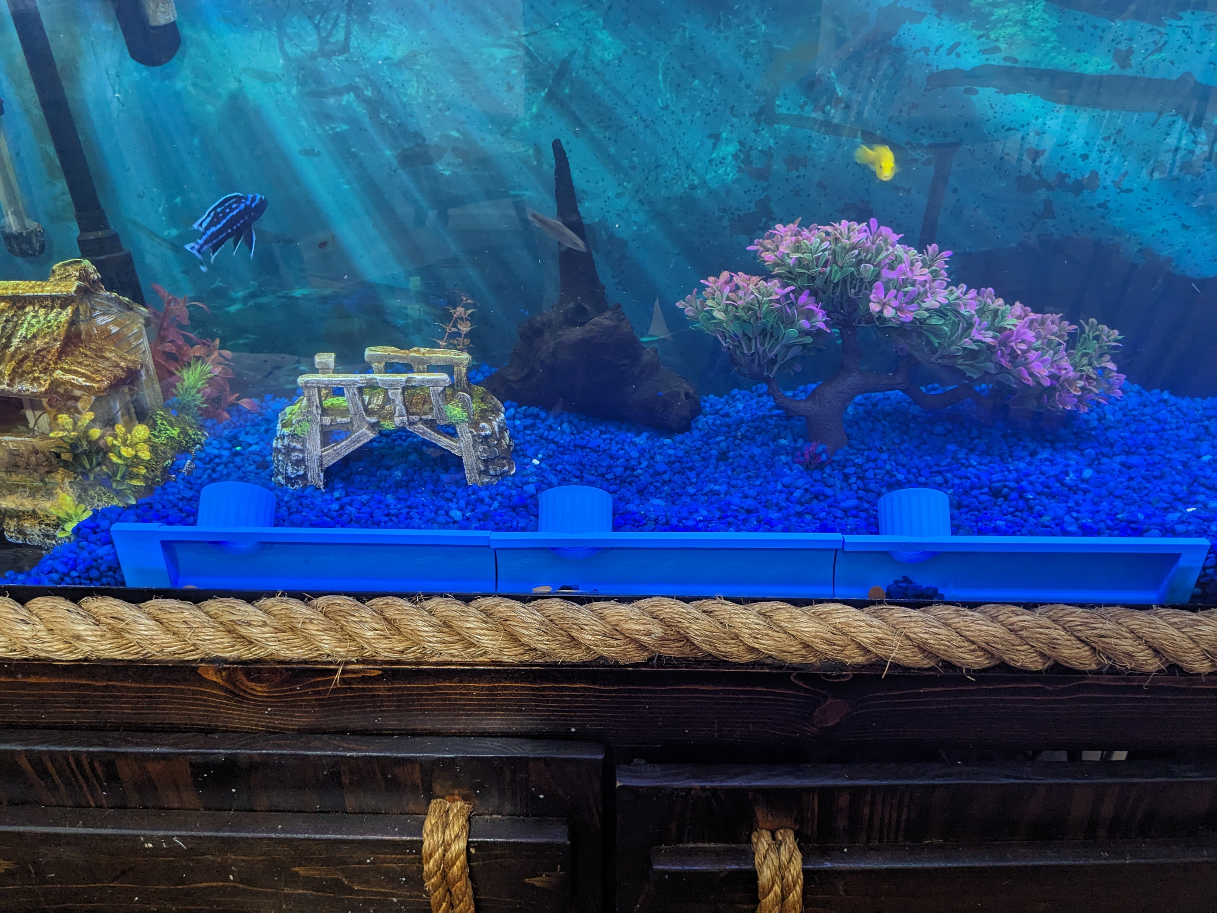 See-through fish hideout