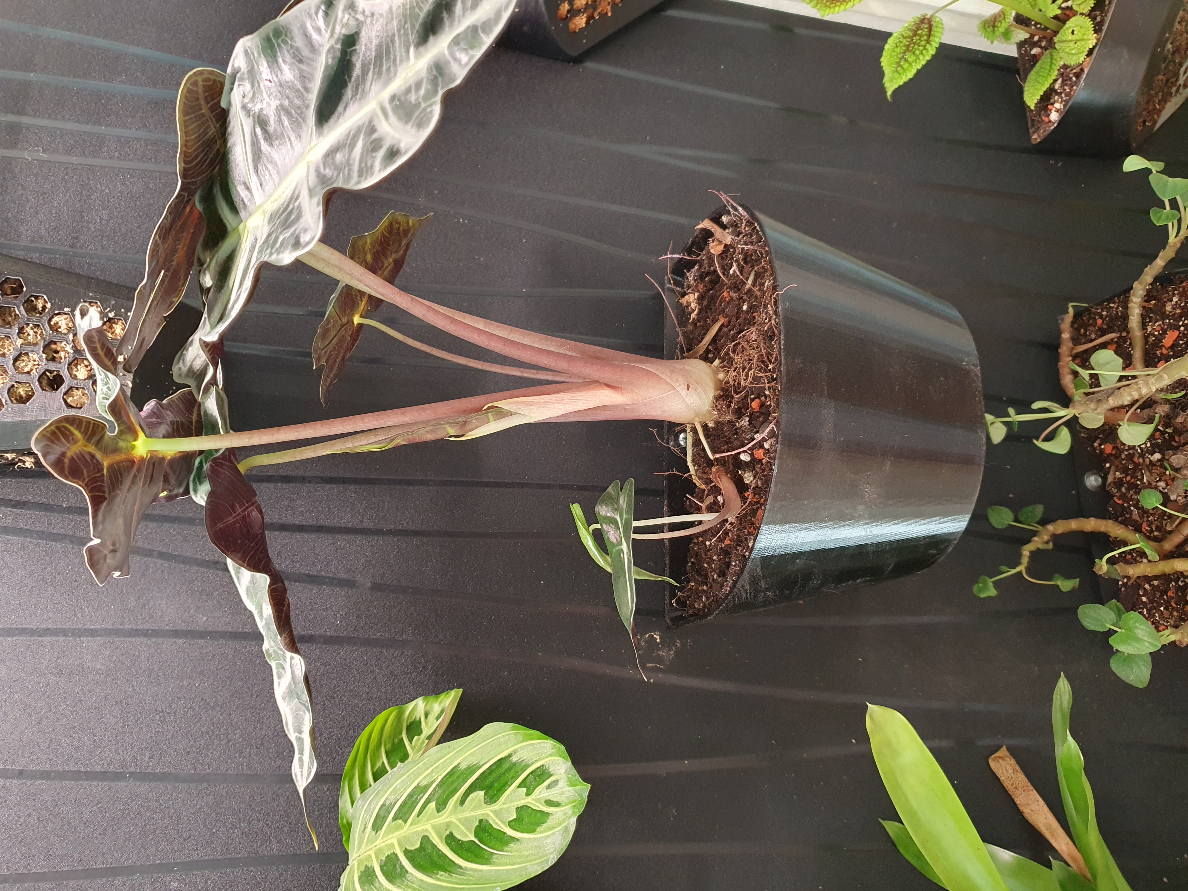 Flowerpot Ikea MILSBO