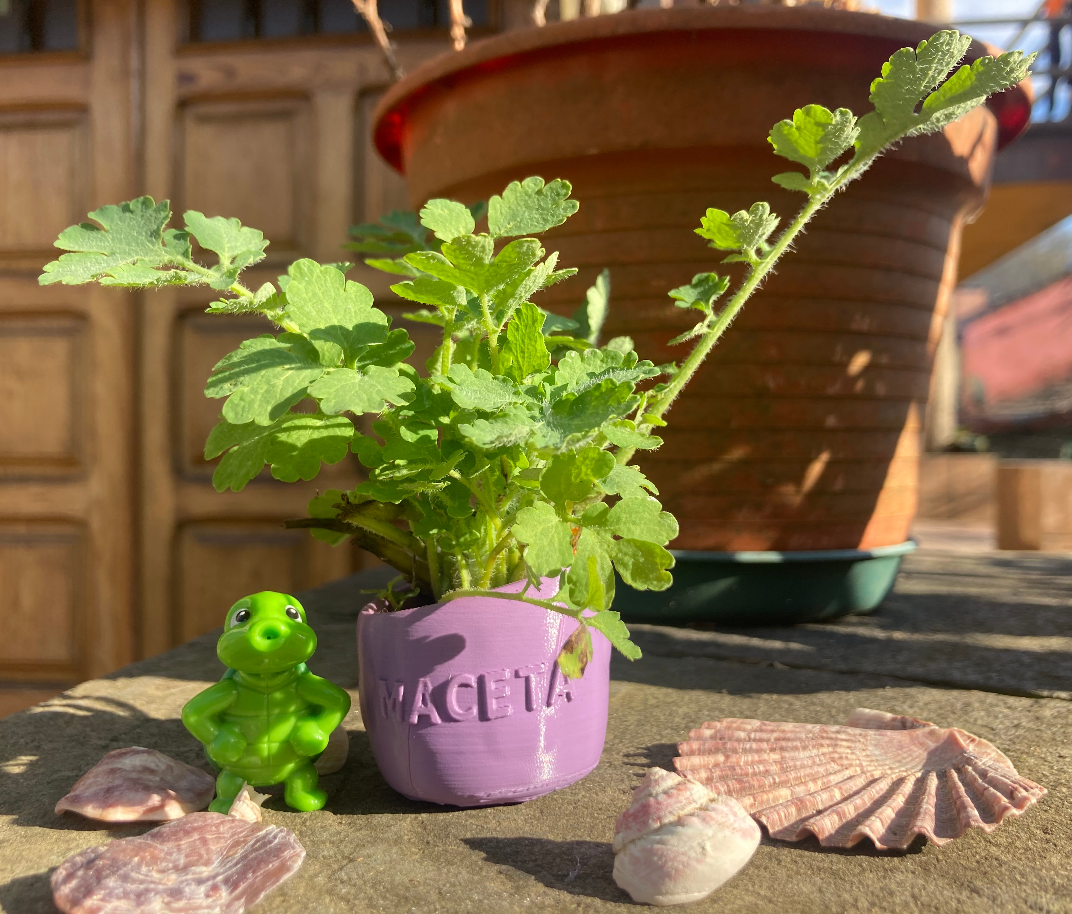 Maceta vegetación acuario