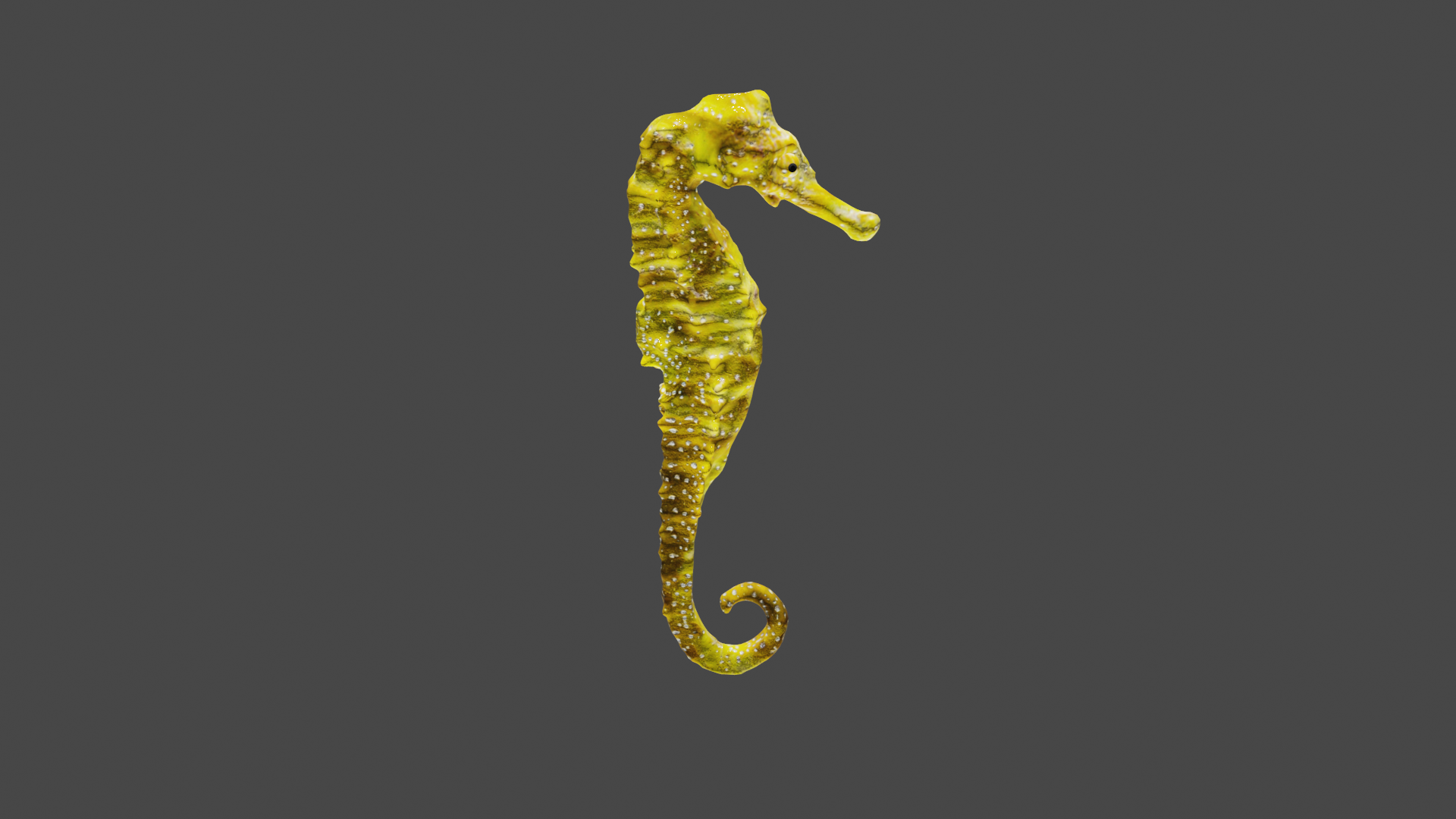 Seahorse