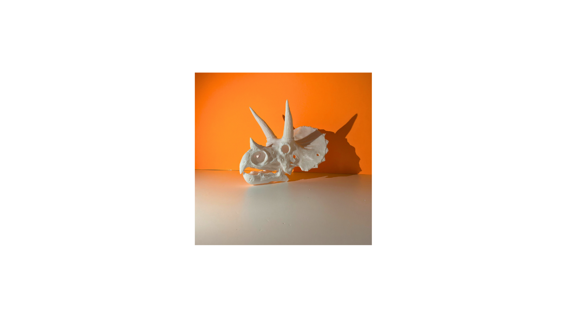 Triceraptops skull