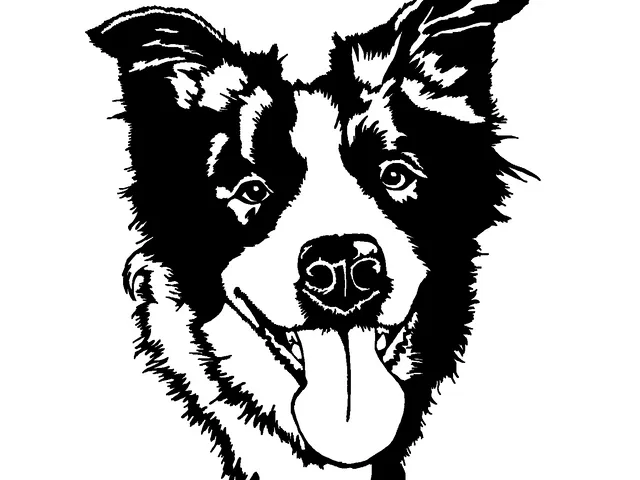 "Bala" the Border Collie wallart