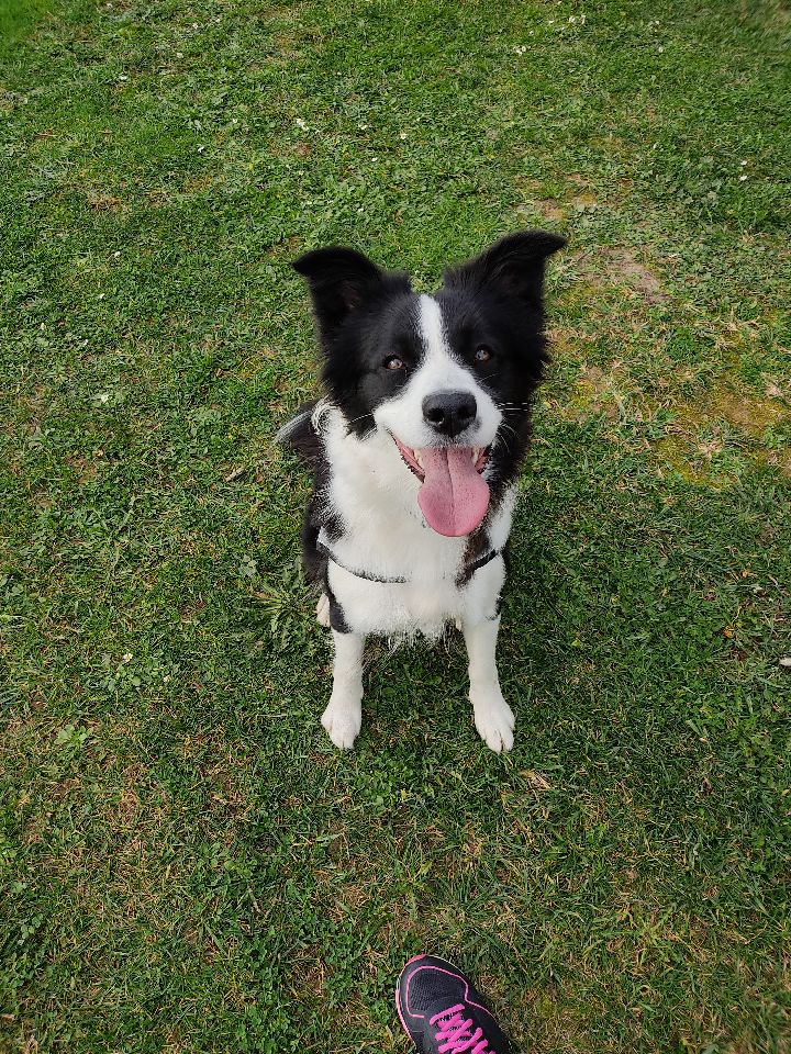 "Bala" Border Collie Wallart (Sadece Plastik Aparattır!!!)